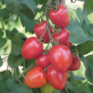 Plommontomat "Nagina" F1