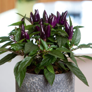 Prydnadspaprika "Salsa Purple"