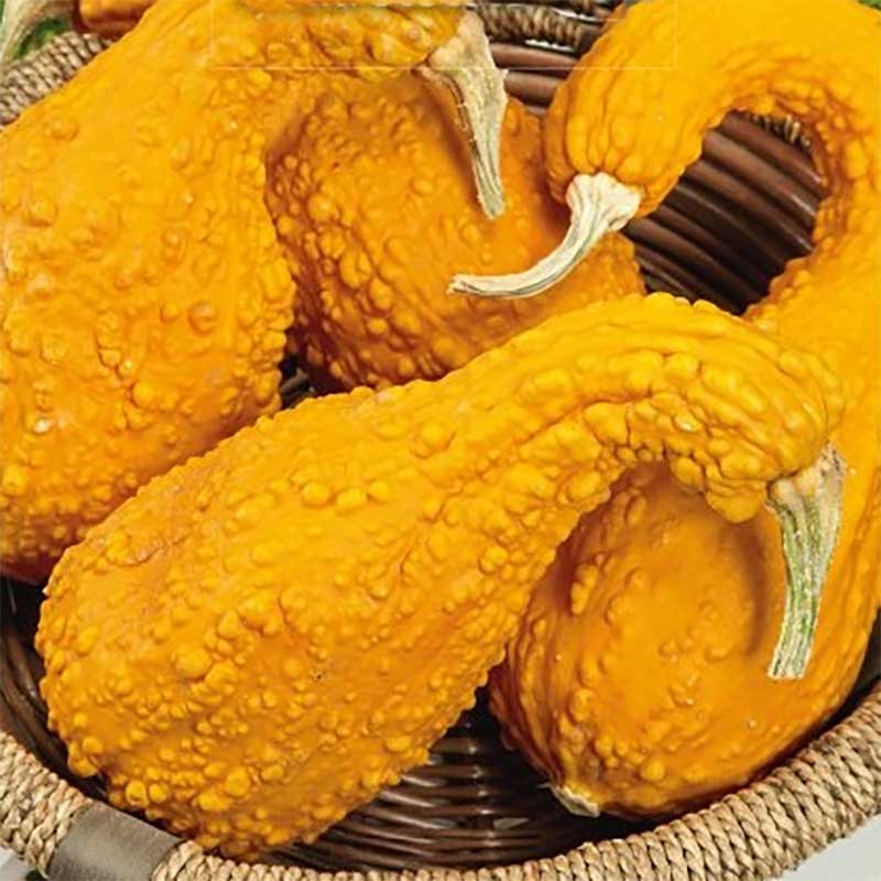 Pumpa "Ga Ga Ga" F1