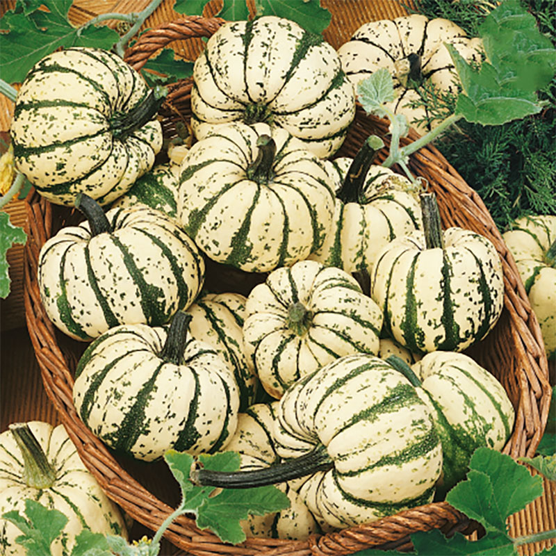 Pumpa "Sweet Dumpling"