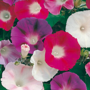 Purpurvinda "Morning Glory Mixed"