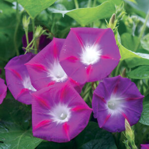 Purpurvinda, Morning Glory "Party Dress"