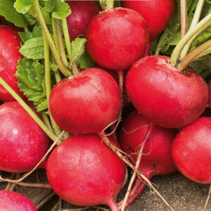 Rädisa "Cherry Belle"
