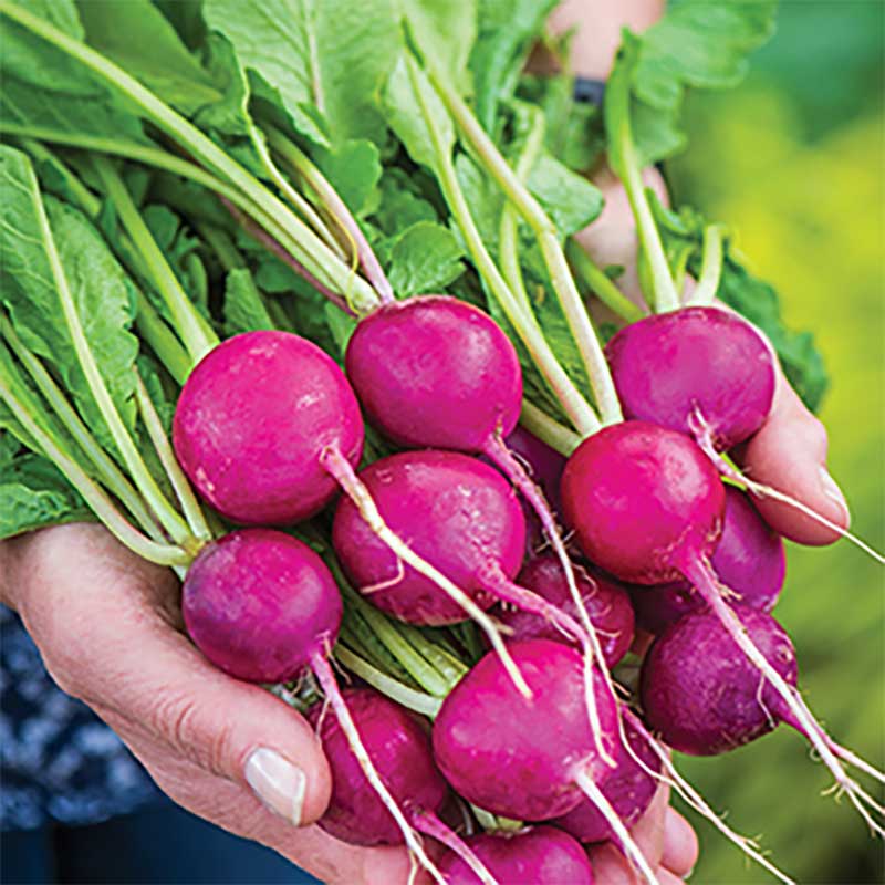 Rädisa "Royal Purple"