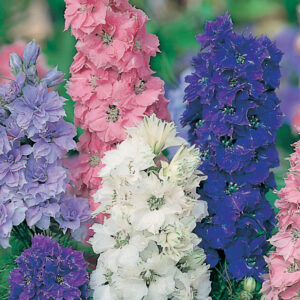 Romersk riddarsporre "Hyacinth Dwarf Mixed"