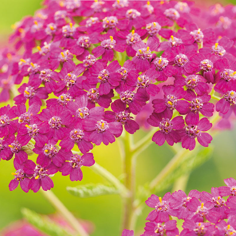 Röllika "Cerise Queen"
