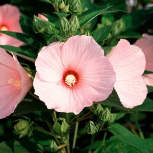 Rosenhibiskus "Nippon Blush" F1