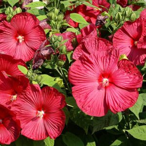 Rosenhibiskus "Nippon Red" F1