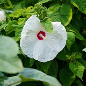 Rosenhibiskus "Nippon White" F1