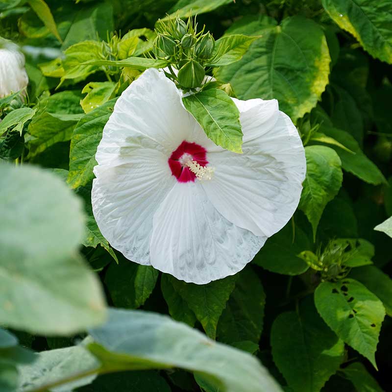 Rosenhibiskus "Nippon White" F1