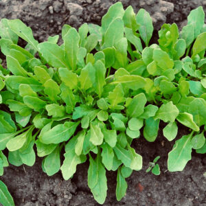 Rucola Rocket Salad, ekologisk