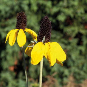 Rudbeckia Amplexicaulis