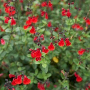 Scharlakanssalvia "Summer Jewel Red"