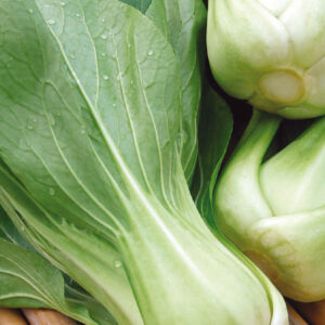 Sellerikål, pak choi "Green Revolution" F1