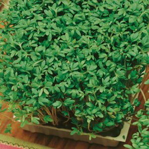 Smörgåskrasse "Common"