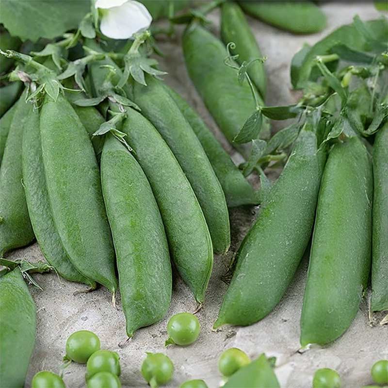 Brytsockerärt "Half Pint"