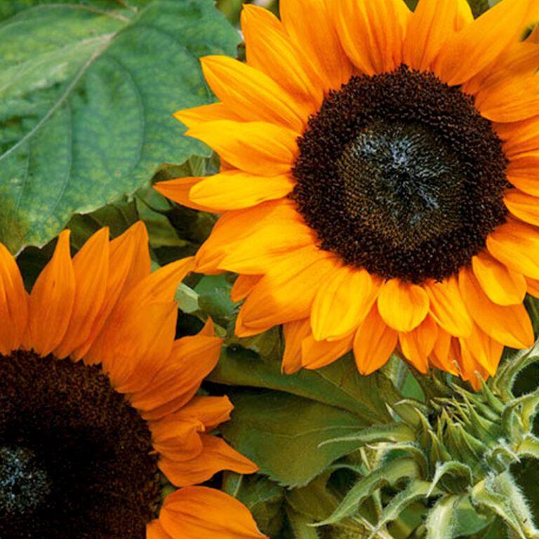 Solros: Odling från frö och skötsel 🌻