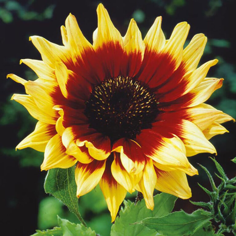 Solros: Odling från frö och skötsel 🌻