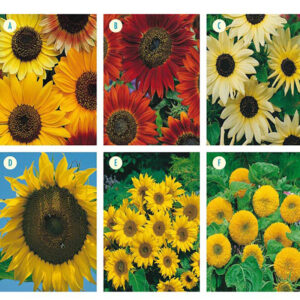 Solros SUNFLOWER kollektion