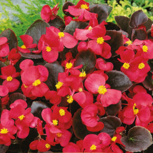 Sommarbegonia "Broumov" F1