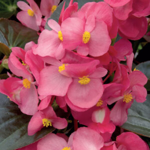 Sommarbegonia "Oreb H"