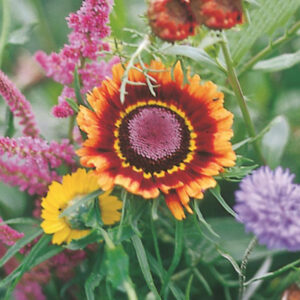Sommarblommor mix, storpack