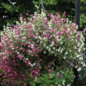 Sommarglim, mix