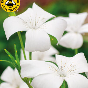 Sommarklätt "Milas White Queen"