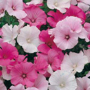 Sommarmalva "Parade Mixed"