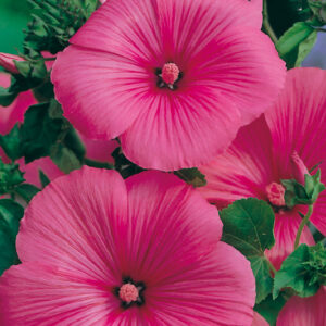 Sommarmalva "Ruby Regis"
