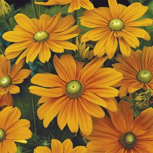 Sommarrudbeckia "Irish Spring"
