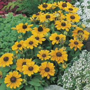 Sommarrudbeckia "Toto"