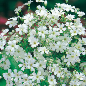 Sommarslöja "Monarch White"