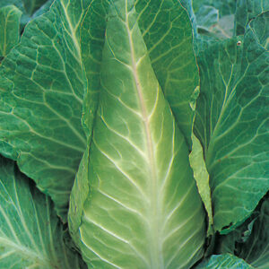Spetskål "Filderkraut"