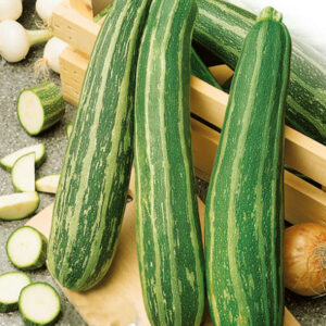 Squash "Nimba"