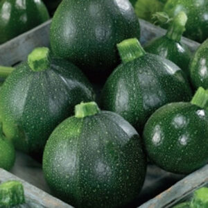 Squash "Tondo di Piacenza"