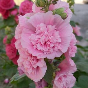 Stockros "Chaters Pink"