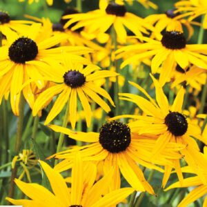 Strålrudbeckia "Goldsturm"