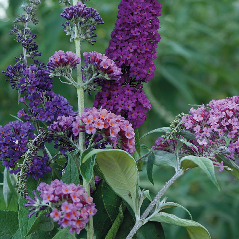 Syrenbuddleja, mix