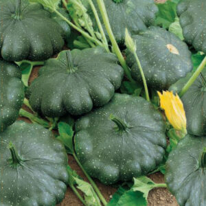 Tefatspumpa "Greendisc"