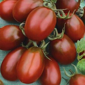 Tomat "Black Plum"