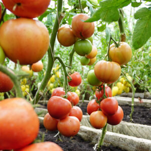 Tomat ’Dimerosa’ F1