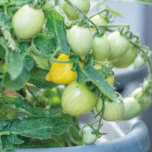 Körsbärstomat "Funnyplums Creamy Yellow" F1