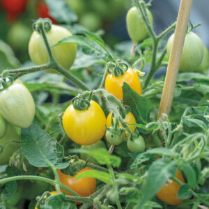 Körsbärstomat "Funnyplums Orange" F1