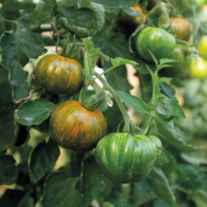 Tomat "Green Zebra"