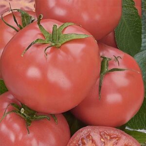 Tomat "Roselady" F1