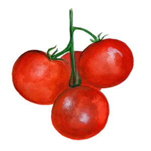 Tomat "Tamina"