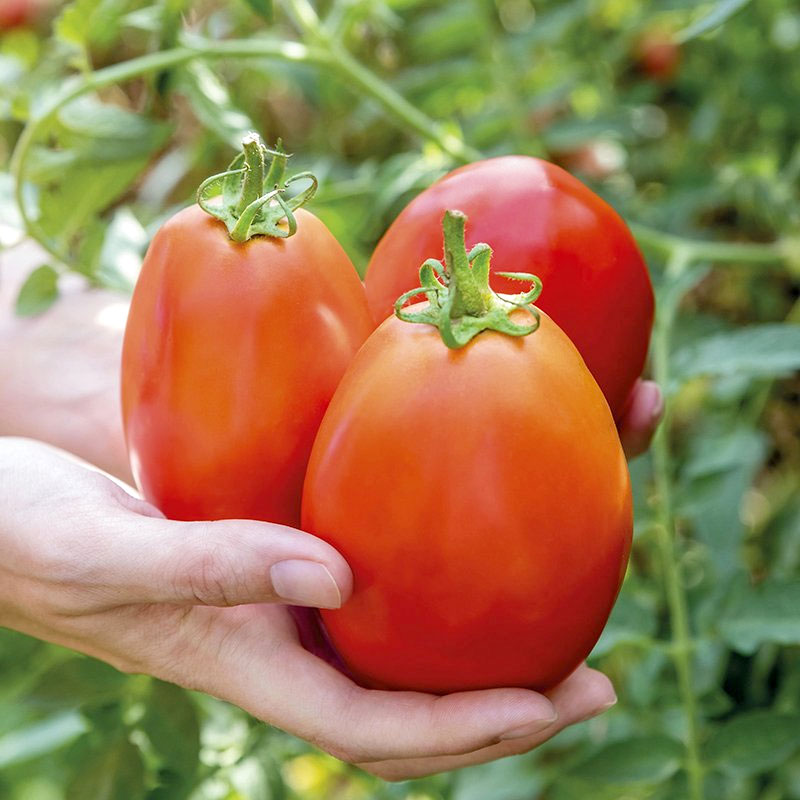 Tomat "Super Mama" F1