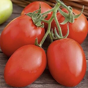 Tomat "Zucchello" F1