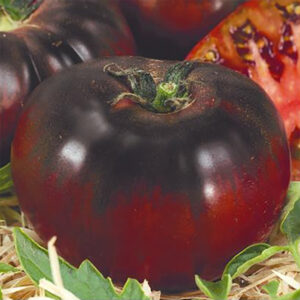 Tomat "Black Prince"